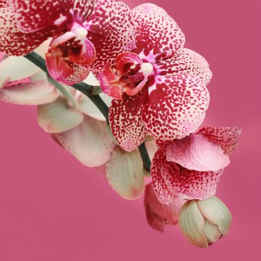 Narin pembe orkide yumuşak, pembe bir arka plana karşı duruyor, zarafet ve zarafet yayıyor..