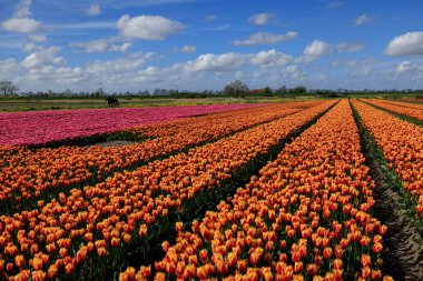 Hollanda lale tarlaları güneşli bir günde. Gökyüzü mavi satırlı ünlü Hollanda çok renkli lale sahası