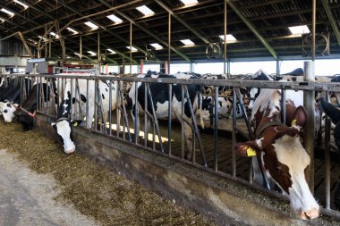 Holstein ineklerinin kafaları ahırda besleniyor. Hollanda 'daki ahırda otla beslenen siyah beyaz Holden inekleri.