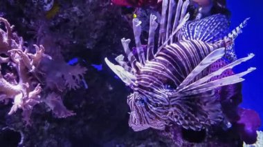 Mercan akvaryumunda kırmızı aslan balığı. Şaşırtıcı tuzlu su mercan resif akvaryumu tankında sahne anı
