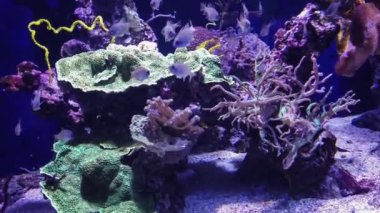 Tropik balık resifleri. Deniz balıklı su altı akvaryumu. Suyun altında tropikal yaşam.