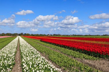 Hollanda lale tarlaları güneşli bir günde. Gökyüzü mavi satırlı ünlü Hollanda çok renkli lale sahası
