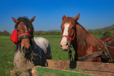 Horses with red tassels munch grass from a rustic wooden cart on a grassy meadow in the Romanian countryside.