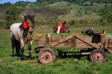 Horses with red tassels munch grass from a rustic wooden cart on a grassy meadow in the Romanian countryside.