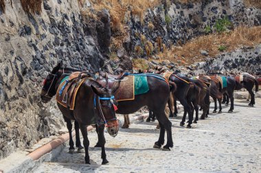 Santorini, Yunanistan, 27 Mayıs 2019 - Yunanistan 'ın Santorini kentindeki Eski Liman ve Fira arasında renkli eyerli geleneksel eşekler bekliyor. Popüler turistik cazibe ve ulaşım.