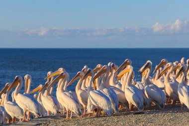 Büyük beyaz pelikan grubu doğal ışıkta birbirine yakın duruyor. İsrail 'de kuşların olduğu vahşi yaşam sahnesi, doğa ve hayvan teması için ideal..