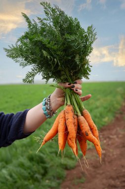 Tarlada bir avuç taze toplanmış, yeşil tepeli havuç tutarken. Organik tarım, sağlıklı gıda ve doğal sebze kavramı.