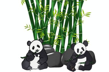 İki panda yiyor, sevimli panda, siyah beyaz, şişman, bambu yemeyi seviyor, güzel bambu ağacı, serin, uzun, yeşil