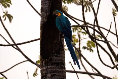Mavi papağan yuvasında bir ağaçta