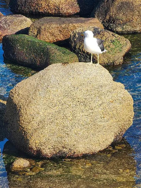 stock image A seagull perched on a large rock at the edge of the sea. The rock is surrounded by other rocks covered in moss and algae, and the sea water is crystal clear, showing a natural and tranquil coastal environment.