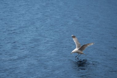 Balık avındaki Seagal..
