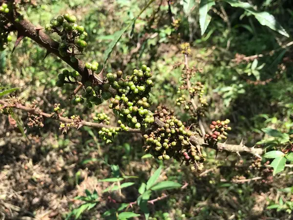 stock image Spices called andaliman or Zanthoxylum acanthopodium DC. Ready to be harvested and sold immediately.