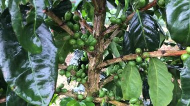 Genç kahve bitkilerinin zaten öğleden sonra yağmur suyuna maruz kalmış meyveleri var..