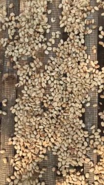 Arap kahvesi tanecikleri kuru ve kahve derisinden ayrılmaya hazır..