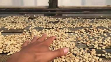 Arap kahvesi tanecikleri kuru ve kahve derisinden ayrılmaya hazır..