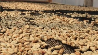 Arap kahvesi tanecikleri kuru ve kahve derisinden ayrılmaya hazır..