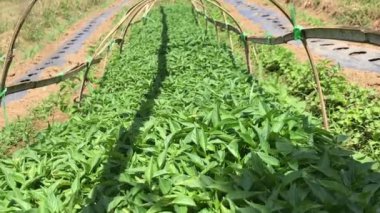 Kırmızı biber tohumları tohumlama alanında ve nakledilmeye hazır..