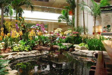 25 Nisan 2006 - Changi uluslararası havaalanında koi havuzu ve diğer bitkilerle birlikte orkide bahçeleri