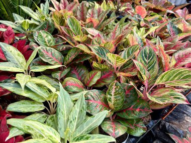 Aglaonema 'nın peyzaj fotoğrafı, jakarta' da düzenlenen flora ve fauna festivalinde sergilenen çiçekli bitki cinsidir. Bahçedeki güzel çiçekler