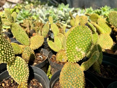 Jakarta Flora olayında arka planı bulanık olan kaktüs fotoğrafının seçici odağı