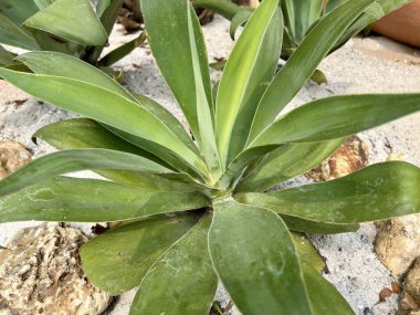 Gündüz vakti Agave attenuata 'nın beyaz kum çölündeki tilki kuyruğu olarak bilinen yakın plan fotoğrafı tepeden alınıyor. Bitkilerin güzel arkaplan fotoğrafı