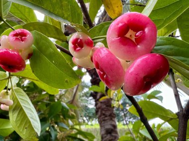 Gündüz vakti ağaçta asılı duran kırmızı ve olgun guava fotoğrafı. Bahçedeki ağaçtaki guava meyvelerinin yakın plan fotoğrafı.