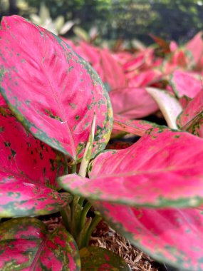 Güzel tropikal bitkiler olan Aglaonema aynı zamanda yapraklarında kırmızı desenli Çin bitkileri olarak da bilinir. Güzel tropikal bitkilerin arka plan fotoğrafı