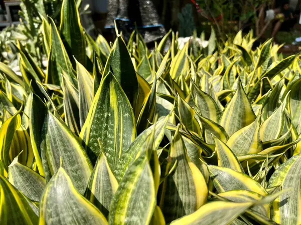 Sansevieria bitkilerine doğrudan güneş ışığı altında yakından bakmak. Sansevieria bitkilerinin fotokopi alanına sahip güzel duvar kağıtları