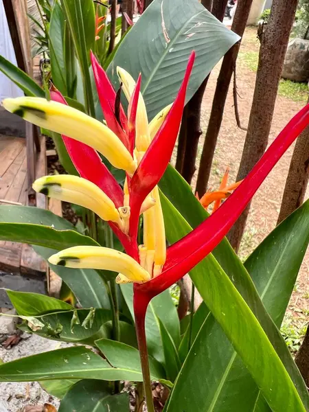Bahçedeki çeşitli renklerdeki Heliconia psittacorum (papağan gagası) bitkilerinin güzel yakın plan fotoğrafı. Güzel botanik fotoğrafı, doğal duvar kağıdı.