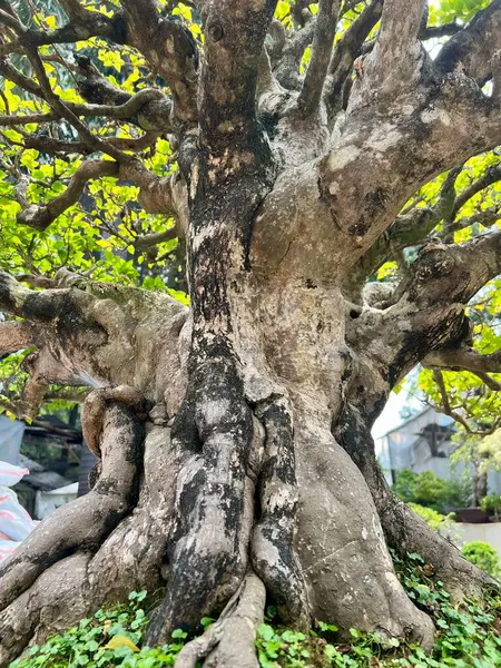 Bonsai ağaç gövdelerinin yakın mesafeden çekilmiş tam kare fotoğrafı. Muhteşem bonsai ağacının altından çekilmiş bir fotoğraf. Ormandaki ağaç, doğa geçmişi.