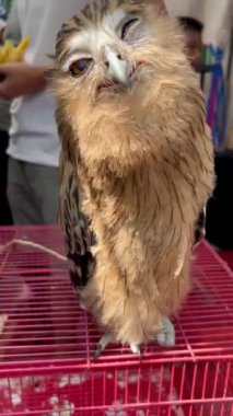 Jakarta olayında kameraya yansıyan Sevimli Baykuş 'un dikey videosu. Hayvanat bahçesinde sevimli bir baykuş