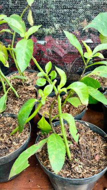 Endonezya 'da ilaç olarak kullanılan bitkisel süs bitkilerinin yakın plan fotoğrafı. Plastik siyah kapta tıbbi bitkiler (Gynura Procumbens). Bahçede yeşil biber bitkisi