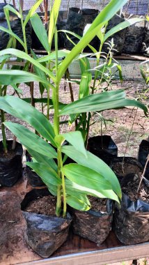 Plastik tencerede satışta olan bangle Green taze bitkilerin yakın plan fotoğrafı. Saksılarda yetişen yeşil bitkiler