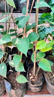 Gündüz vakti markette siyah plastik kapta yeşil biber bitkileri. Bahçede yeşil yapraklar