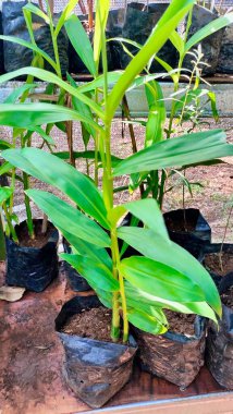 Bengle 'ın yakın plan fotoğrafı. Yeşil bitkiler. Siyah plastik kapta. Satış pazarında büyüyen güzel bitkiler.