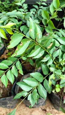 Tam kare Clausena Excavata Gree fabrikaları gündüzleri kapanıyor. Bahçedeki ateş yeşili yapraklar için bitkisel bir ilaç bitkisi duvar kağıdı olarak kullanılabilir.