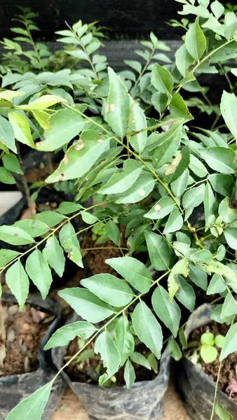 Clausena Excavata 'nın yakın plan fotoğrafı taze yeşil bitkiler, ateş ve baş ağrısı için geleneksel bir bitkisel ilaç. Güzel botanik fotoğrafı, doğal duvar kağıdı.