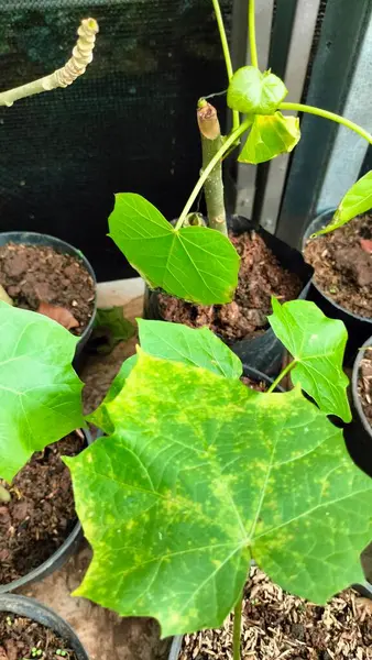 Ricinus Communis 'in yakın çekimde çekilmiş fotoğrafı. Satılık karaborsadaki yeşil bitkiler. Satılık geleneksel bir bitkisel ilaç bitkisi. Bahçede salatalık.