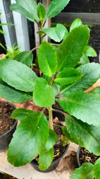 Kalanchoe Pinnata bitkileri olarak da bilinen güzel bitkisel ilaç kalıntıları. Güzel botanik fotoğrafı, doğal duvar kağıdı.