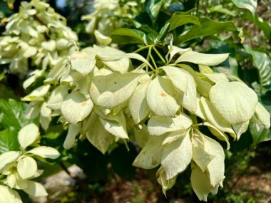 Bahçedeki parlak güneş ışığı altında güzel Mussaenda eritrophylla yeşil bitkilerinin yakın plan fotoğrafı. Çalı, kırmızı, gül, beyaz, soluk pembe gibi farklı tonlara sahip olabilir.