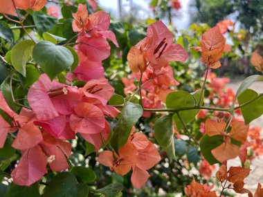 Bougainvillea 'nın yakın plan fotoğrafı dikenli asmalar, çalılar ve bulanık arka planı olan ağaçlardan oluşan bir cins.