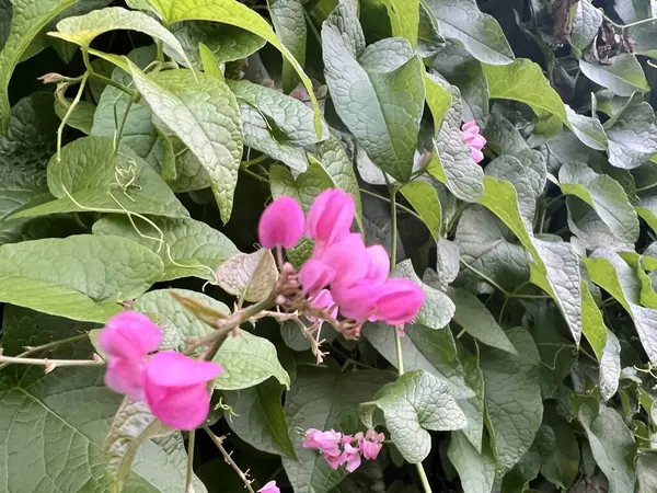 Antigonon 'un yakın plan fotoğrafı, güpegündüz yapraklı çiçekli bir bitki cinsi.