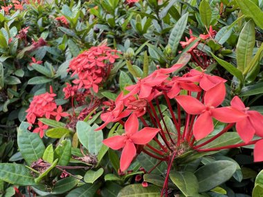 Bahçedeki kırmızı çiçek. Kırmızı çiçeğin (Ixora coccinea) yakın plan fotoğrafı, arka planda yeşil yapraklı, parlak güneş ışığı altında çiçek açar.