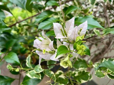 Güzel botanik fotoğrafı, doğal duvar kağıdı. Bougainvillea 'nın güzel yakın plan fotoğrafı. Bahçede yaprakları ve yaprakları olan bulanık bir arka plan.