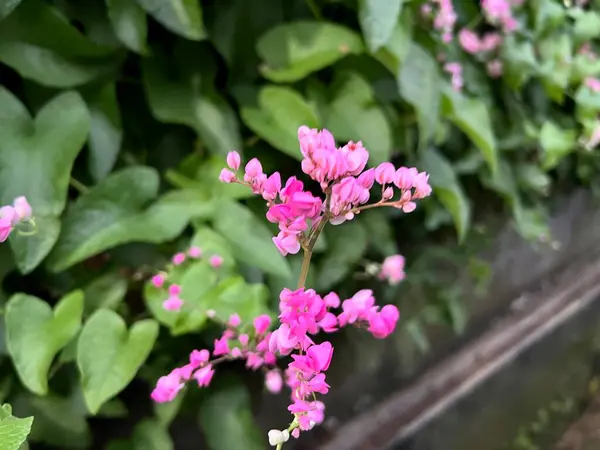 Bahçedeki güzel çiçekler. Bulanık arkaplanı olan güzel pembe çiçeğin fotoğrafı. Antigonon leptopusunun doğal duvar kağıdının yakın plan fotoğrafı. Genel olarak mercan sarmaşığı ya da kraliçe çelengi olarak bilinir.