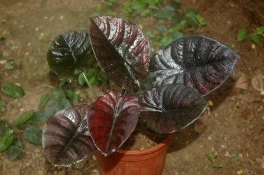 Kırmızı ve yeşil renkli yeşil yapraklar. İsa 'nın Kalbi olarak bilinen Caladium bicolor, büyük, kalp ve mızrak şekilli yaprakları için bir bitki olarak yetiştirilir.