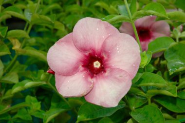 Bahçedeki güzel çiçek. Çiçeğin yakın fotoğrafını çek. Allamanda Blanchetii bahçede güzel bir çiçek açtı..