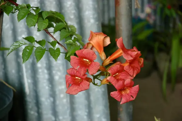 Stock image beautiful flowers in the garden. Campsis flower commonly known as trumpet creeper or trumpet vine. Beautiful red rose in the background