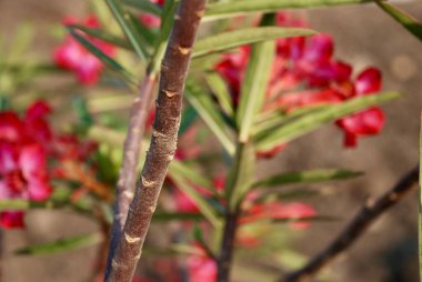 Güzel botanik fotoğrafı, doğal duvar kağıdı. Adenium 'un yakın plan fotoğrafı aynı zamanda çöl gülü siyah sapı olarak da bilinir.