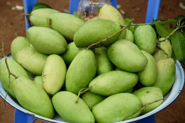 Markette olgun mango. Olgun yeşil bir mango yığını yeni toplanmış ve satılmaya ya da yenmeye hazır.. 